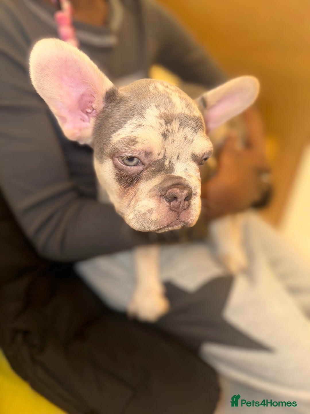 French Bulldog dogs for sale: French bulldog puppies fluffy carriers  - Image 34