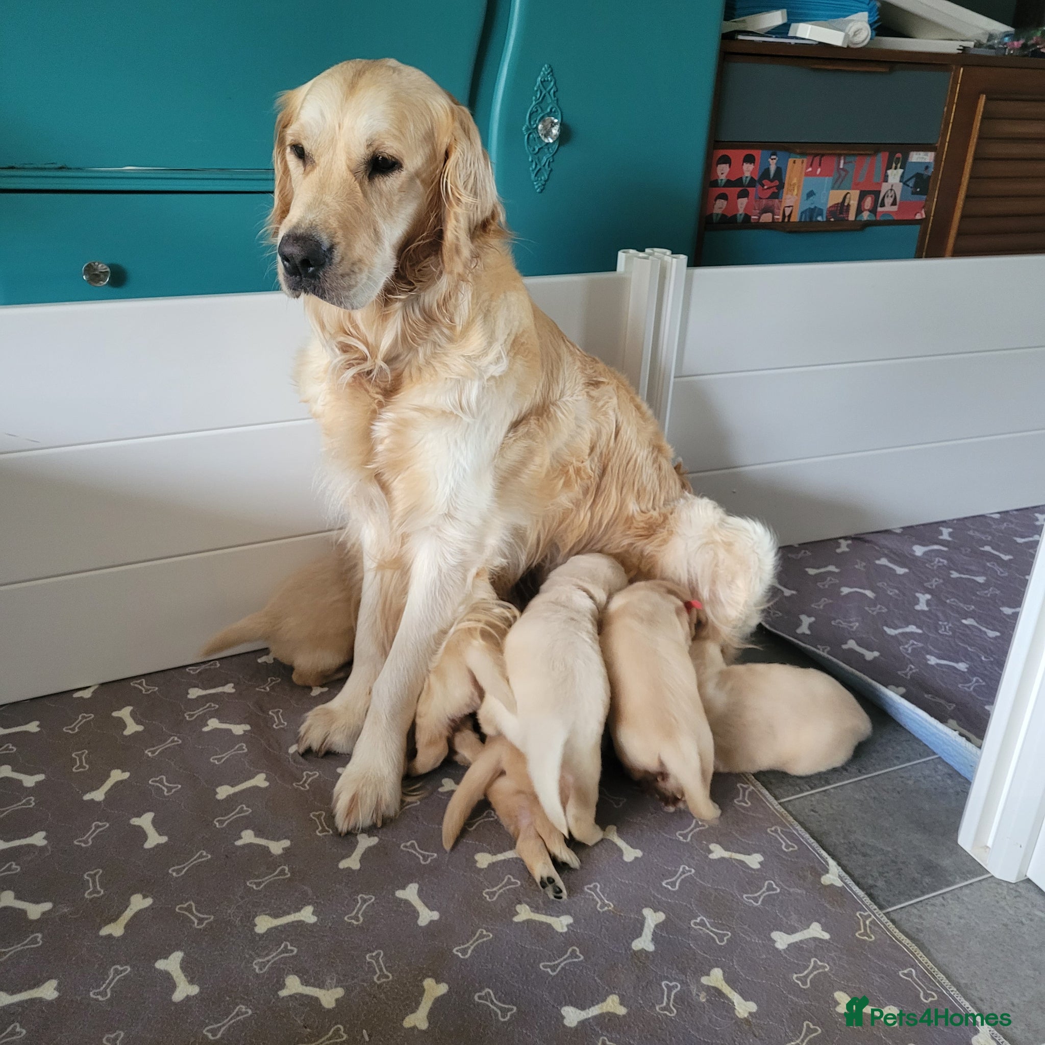 Golden Retriever dogs for sale: KC Registered Health Tested Golden Retriever Pups in Chester - Advert 3