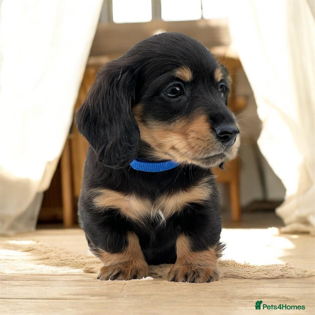 Miniature Dachshund dogs for sale: Miniature long haired dachshund  - Advert 5