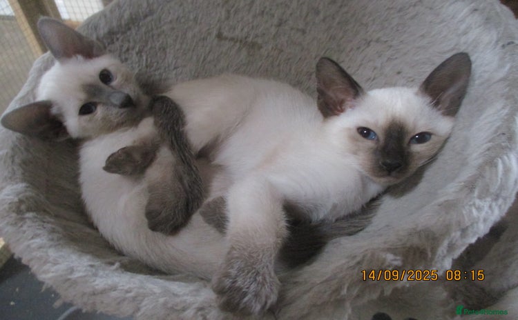 Siamese cats - Advert 1