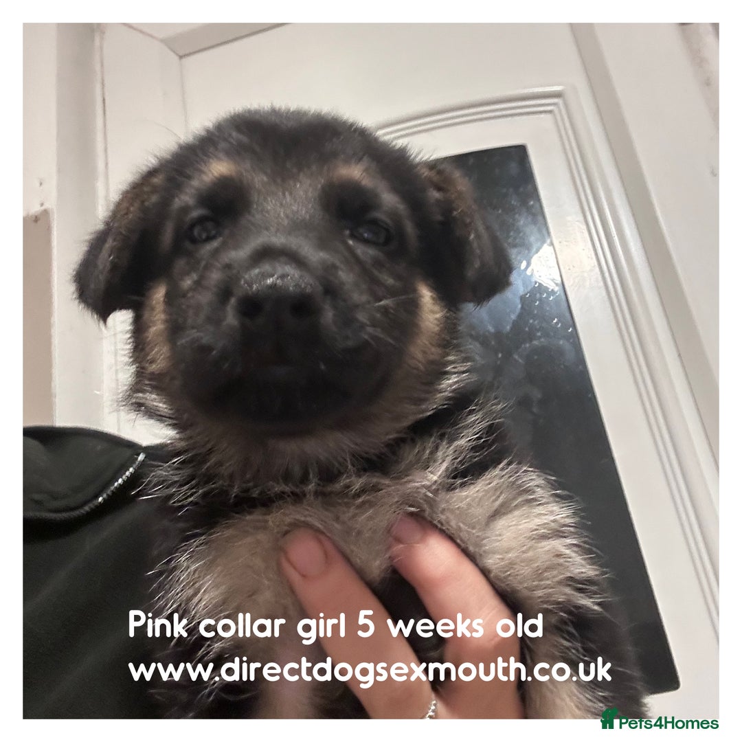 German Shepherd dogs for sale: German shepherd puppies  - Image 37