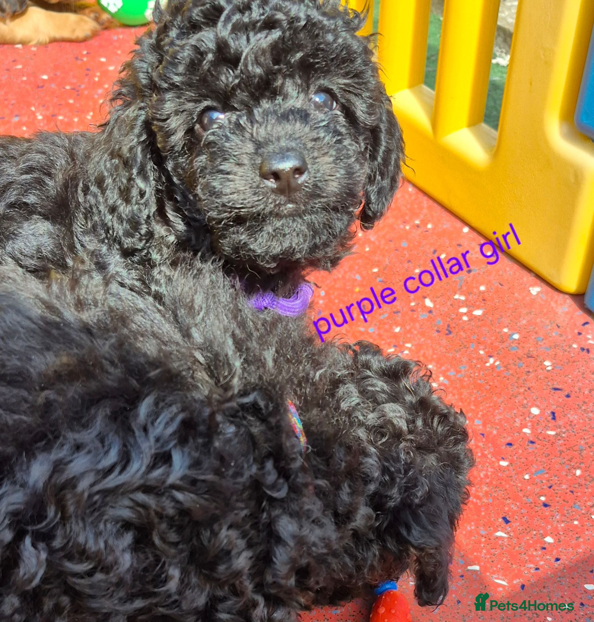 Cavapoo dogs Amazing Miniature cavapoo f1b puppies - Advert 2