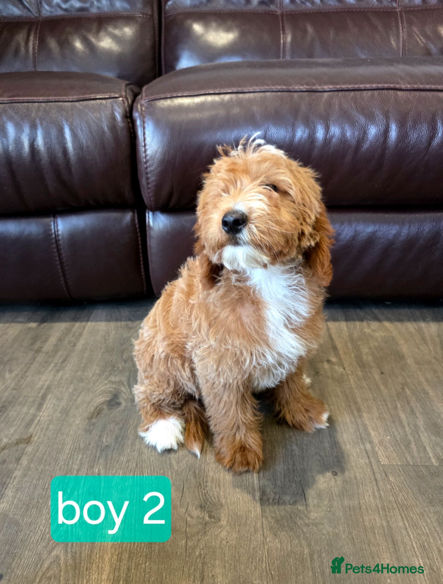 Labradoodle dogs Adorable F1B Miniature Labradoodle Pups 🐾🐕 🐾🩷 - Advert 1