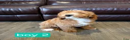 Labradoodle dogs for sale: Adorable F1B Miniature Labradoodle Pups 🐾🩷 - Advert 5