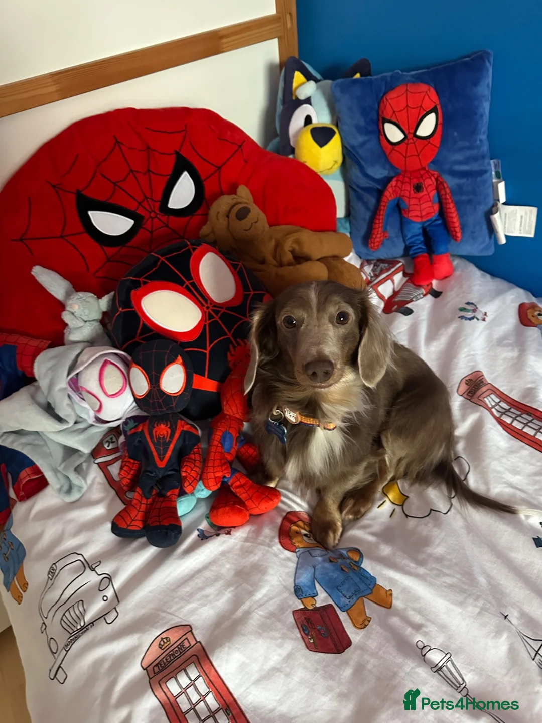 Mixed Breed dogs for sale: Miniature dachshund cross Biggie age approx 4-6 - Advert 4