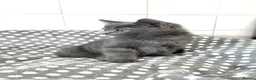 British Shorthair cats for sale: Kittens - Advert 7