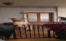 Mixed Breed dogs for sale: Tank american bull x  - Advert 5