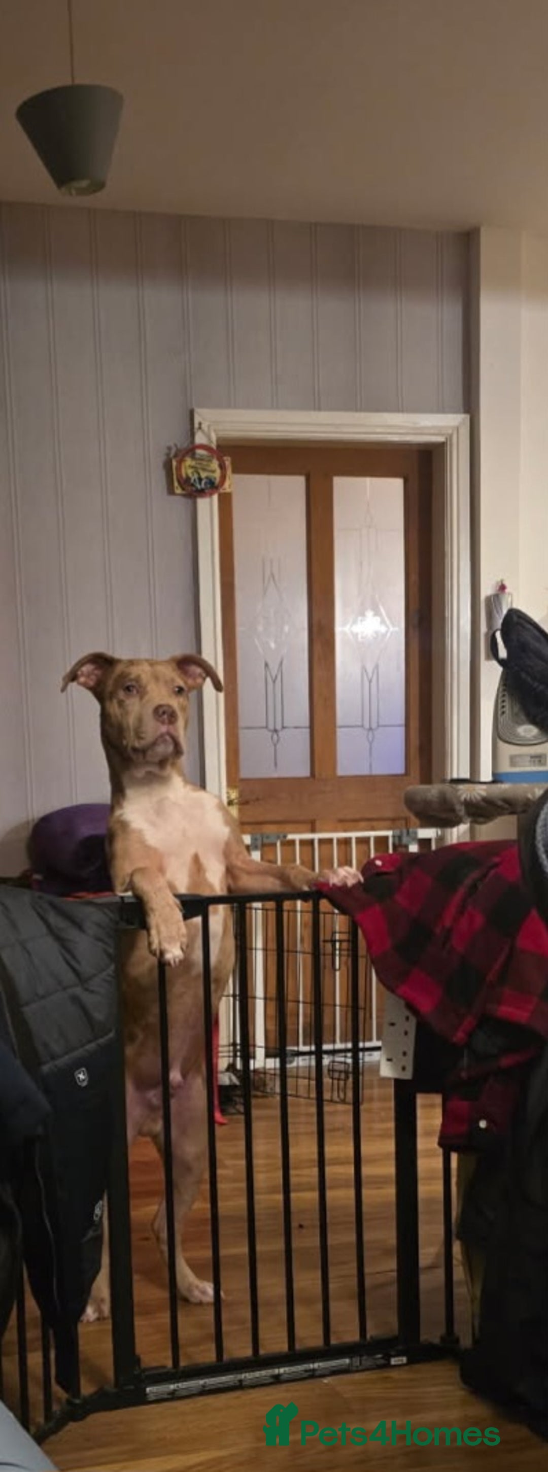 Mixed Breed dogs for sale: Tank american bull x  - Advert 5