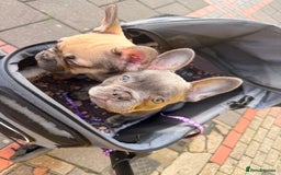 French Bulldog dogs for sale: 🐾Ready Now!! Adorable French Bulldog Puppies!  - Image 2