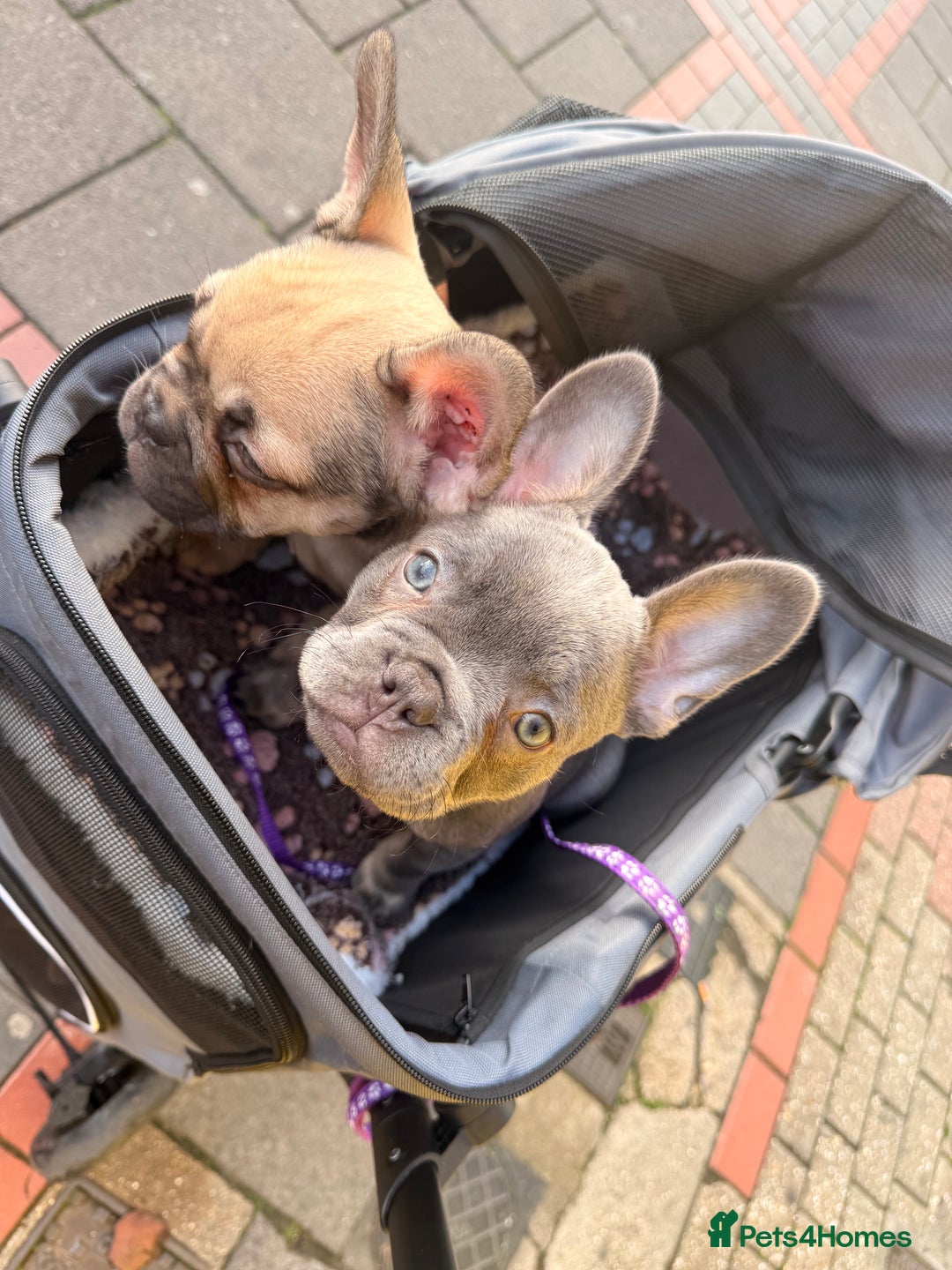 French Bulldog dogs for sale: 🐾Ready Now!! Adorable French Bulldog Puppies!  - Image 2