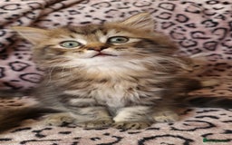 Perdoll cats for sale: Perdoll Kittens only boys - Image 6