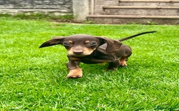 Miniature Dachshund dogs for sale: Miniature Dachshund Boys and Girls - Image 13