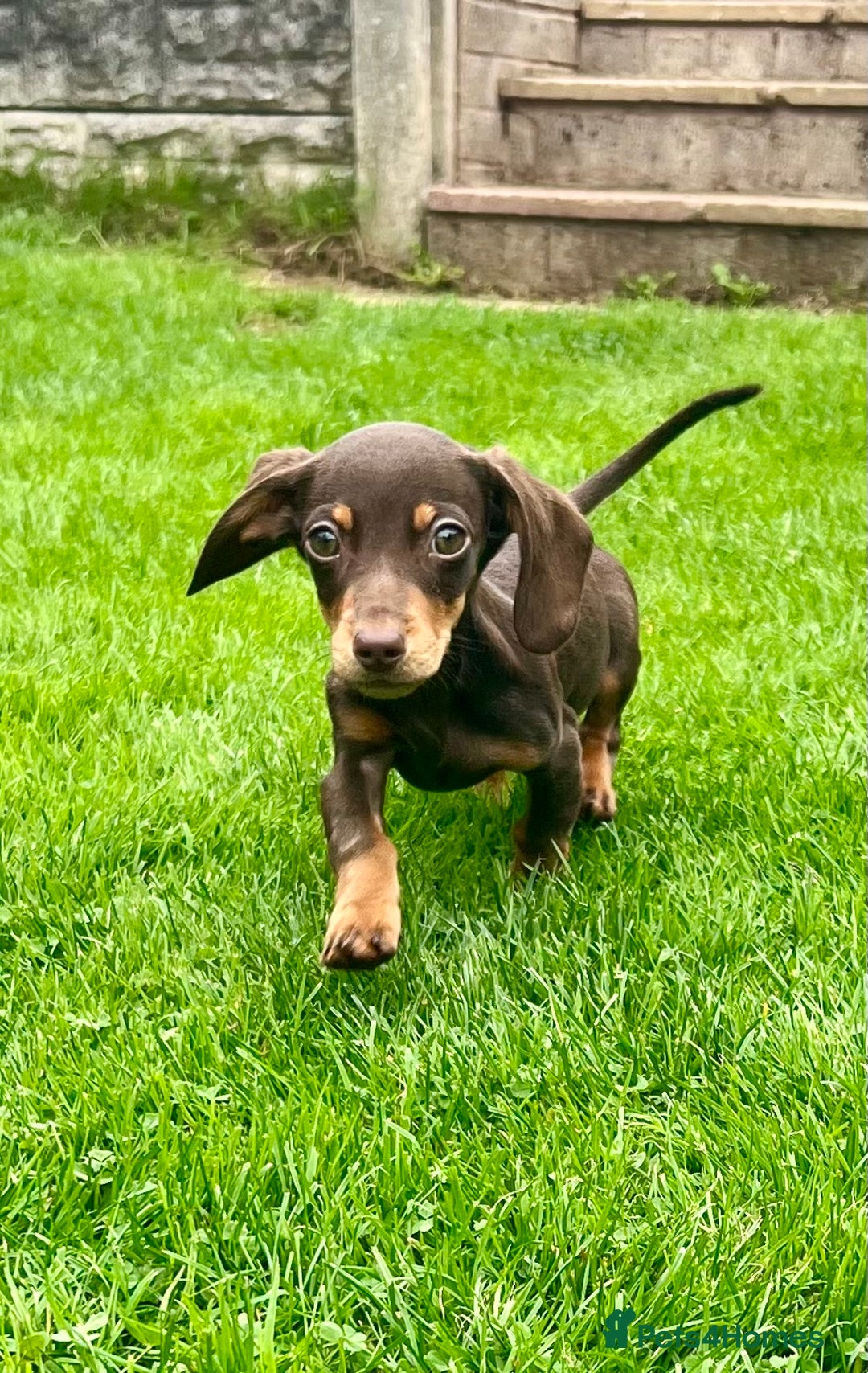 Miniature Dachshund dogs for sale: Miniature Dachshund Boys and Girls - Image 13