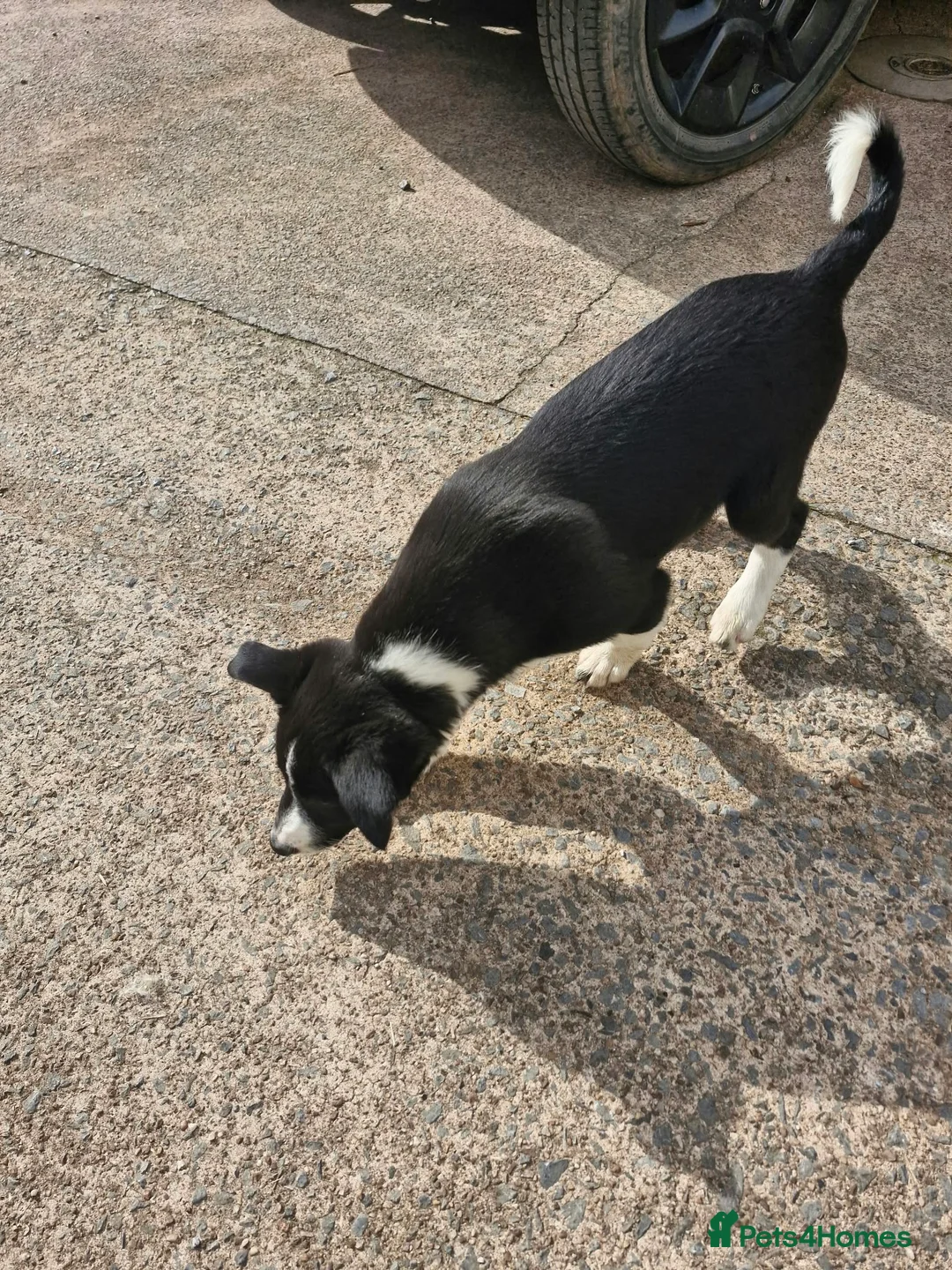 Border Collie dogs for sale: Border collie puppy bitches for sale in Bridgwater - Advert 2