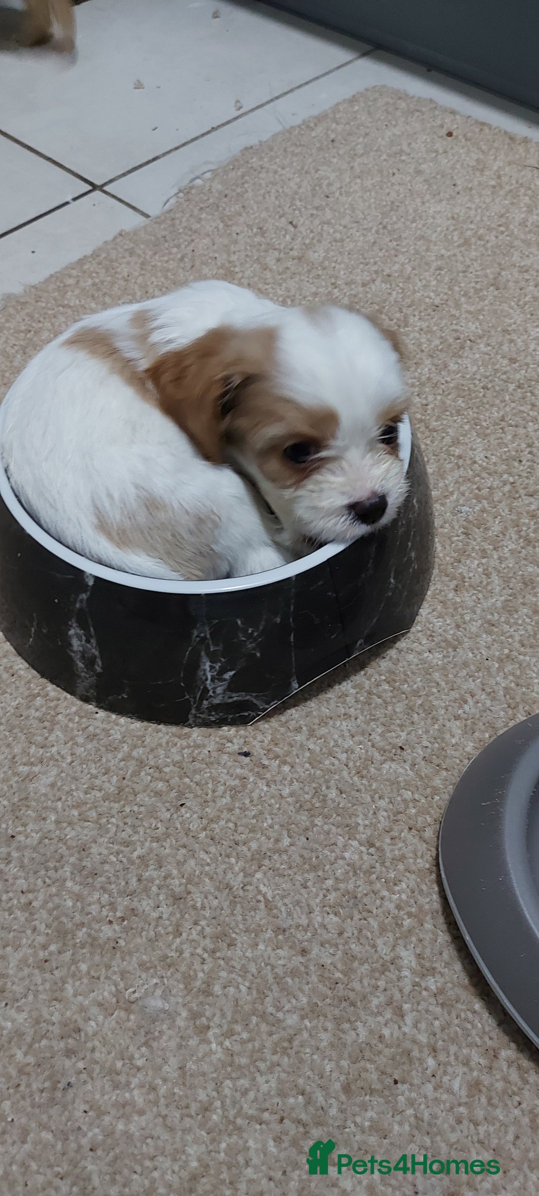 Cavachon dogs for sale: 6 beautiful cavachon puppies for sale - Advert 4