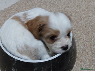 Cavachon dogs 6 beautiful cavachon puppies for sale - Advert 6