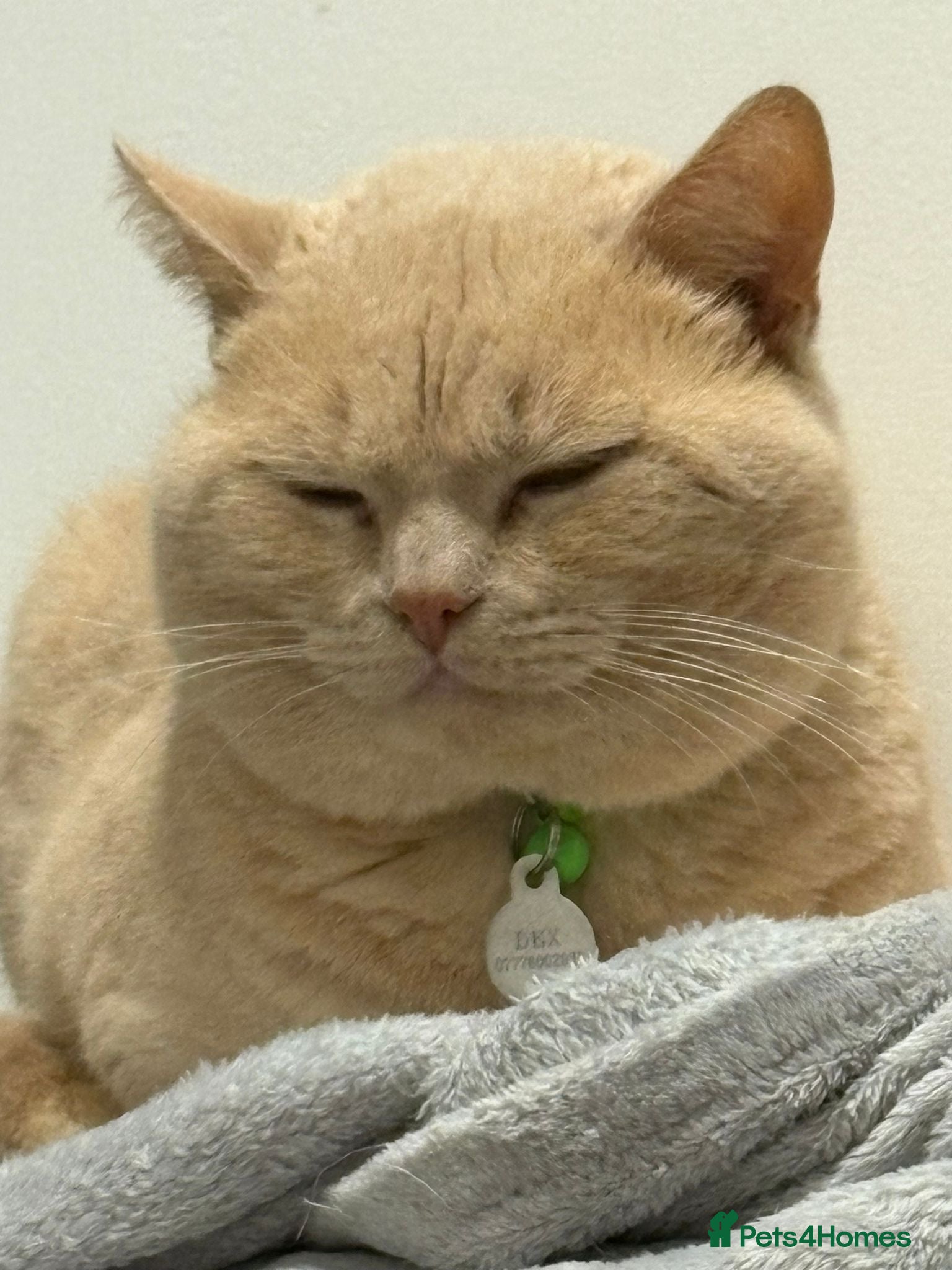 British Shorthair cats British short hair kittens - Advert 14