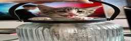 Bengal cats for sale: 4 x Beautiful Male Bengal Cross - Advert 8