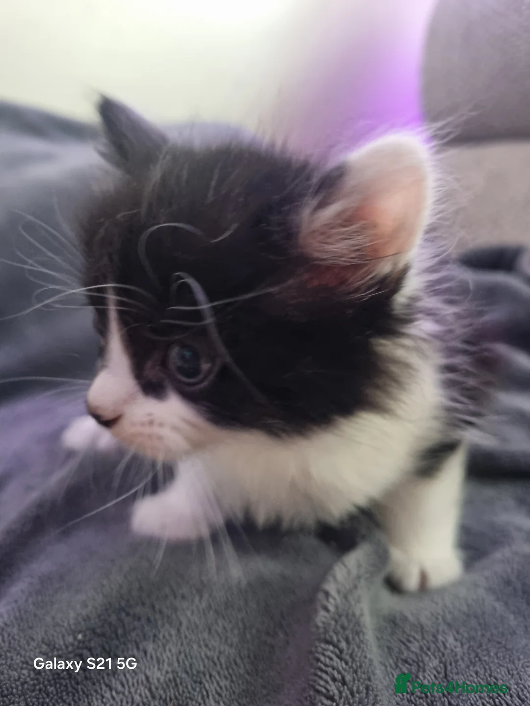 Mixed Breed cats for sale: long-haired kittens looking for a loving home - Advert 21