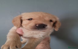 Labradoodle dogs for sale: Gorgeous mini labradoodles  - Image 7