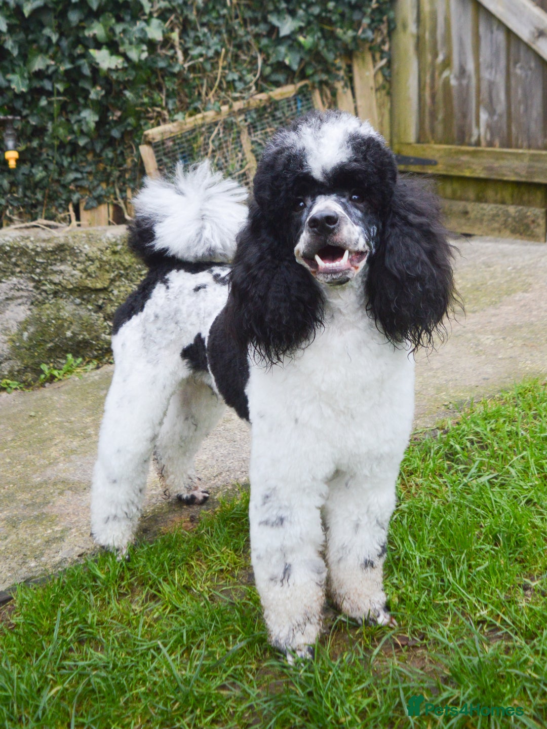 Miniature Poodle dogs for stud: Gorgeous Parti Miniature Poodle - Advert 17
