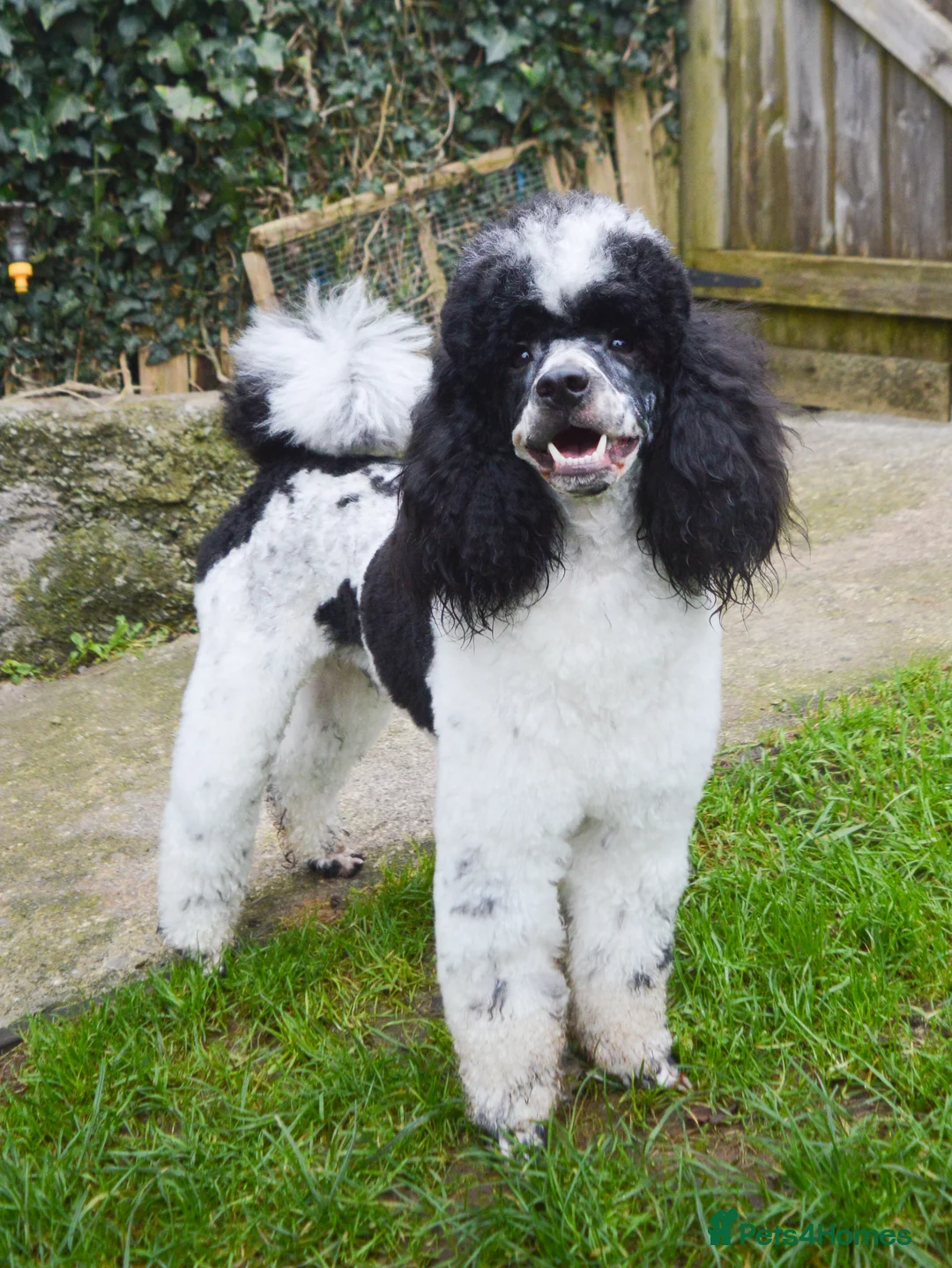 Miniature Poodle dogs for stud: Gorgeous Parti Miniature Poodle - Advert 17