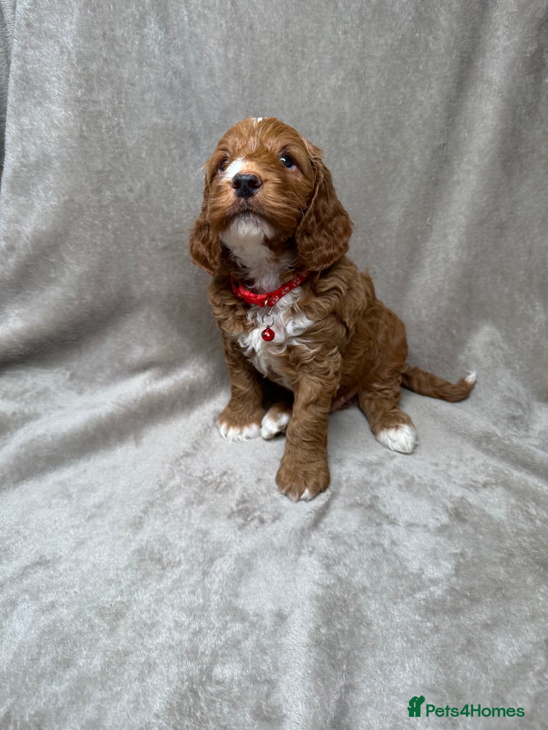 Cockapoo dogs for sale: Red Mini Cockapoo Puppies-Ready - 14 of January  - Advert 21