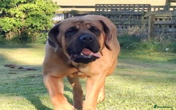 Mastiff dogs for sale: KC English Mastiff puppies - Image 15