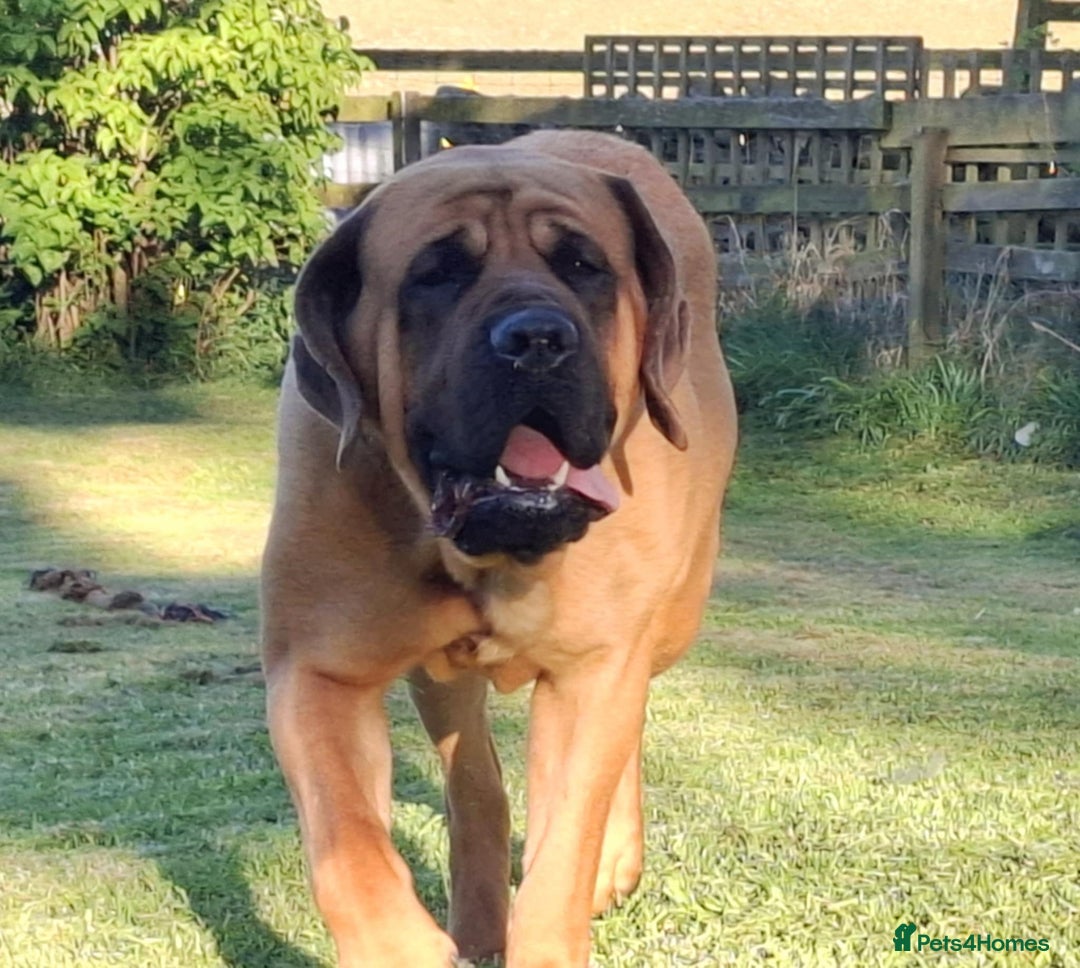Mastiff dogs for sale: KC English Mastiff puppies - Image 15