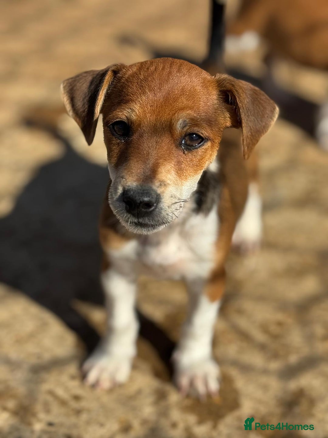 Jack Russell dogs for sale: Jack Russell’s - Image 15