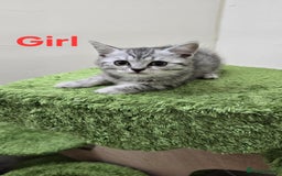 British Shorthair cats for sale: British Shorthaired kittens  - Image 9