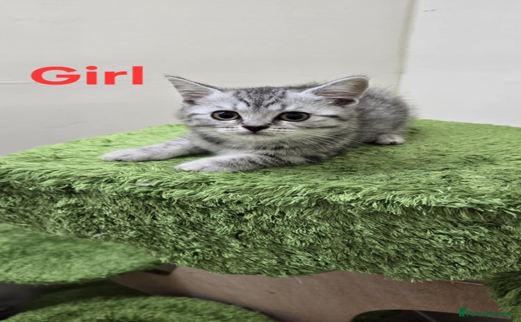British Shorthair cats - Advert 3