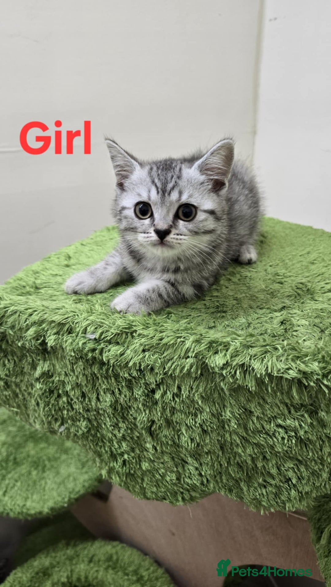 British Shorthair cats for sale: British Shorthaired kittens  - Image 9
