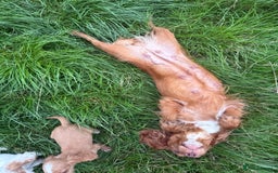 Cocker Spaniel dogs for sale: Worker cocker spaniel puppies for sale  - Image 20