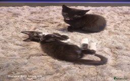 Mixed Breed cats for sale: Reduced for quick sale 3 kittens for sale in Birmingham - Image 12