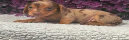 Dachshund dogs for sale: Stunning kc reg miniature dachshunds  in Castle Douglas - Advert 2