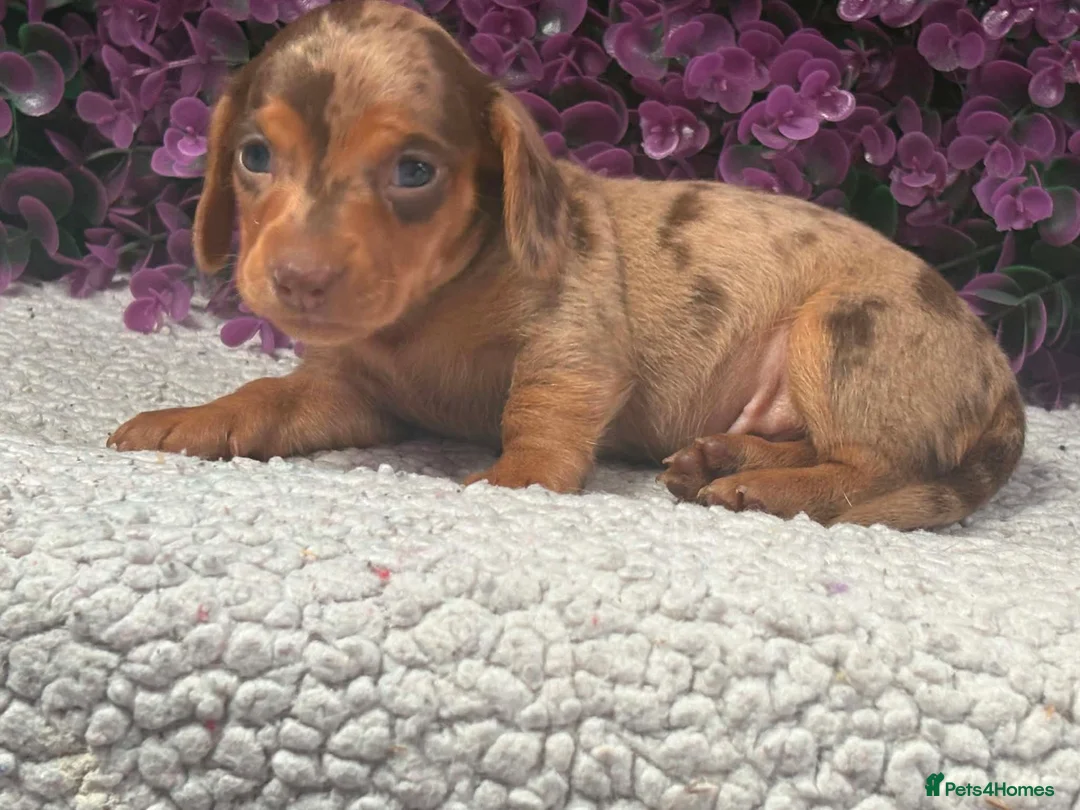 Dachshund dogs for sale: Stunning kc reg miniature dachshunds  in Castle Douglas - Advert 2