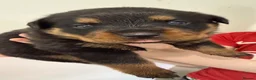 Rottweiler dogs for sale: Beautiful KC Rottweiler Pups for sale Essex £1500 - Advert 33