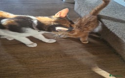 Mixed Breed cats for sale: Kittens ready for there forever homes - Image 8