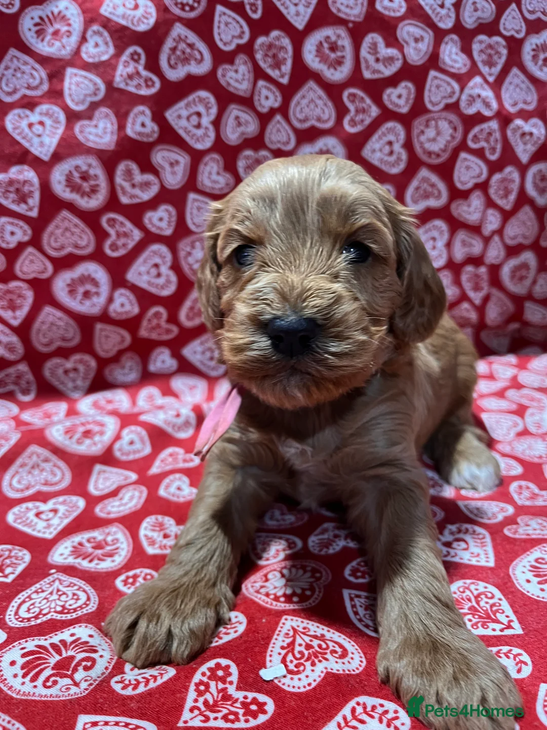 Cockapoo dogs for sale: Cockapoo puppies Extensively Health Tested Parrnts - Advert 15
