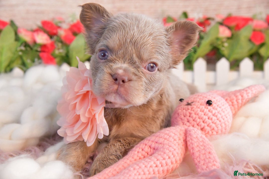 French Bulldog dogs for sale: Kc registered new shade french bulldogs - Image 9