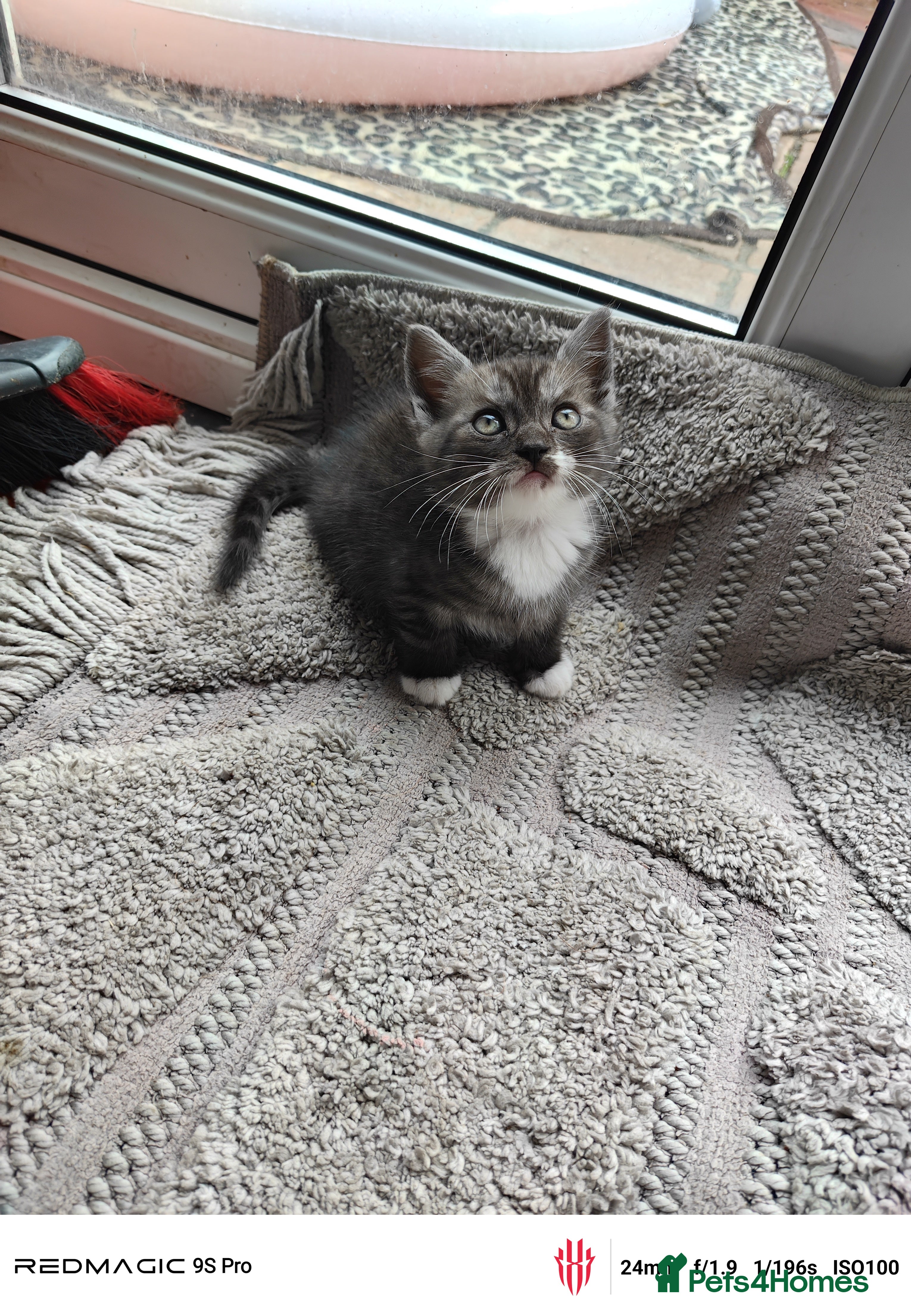 British Shorthair cats for sale: Mixed British Short hair - Advert 18