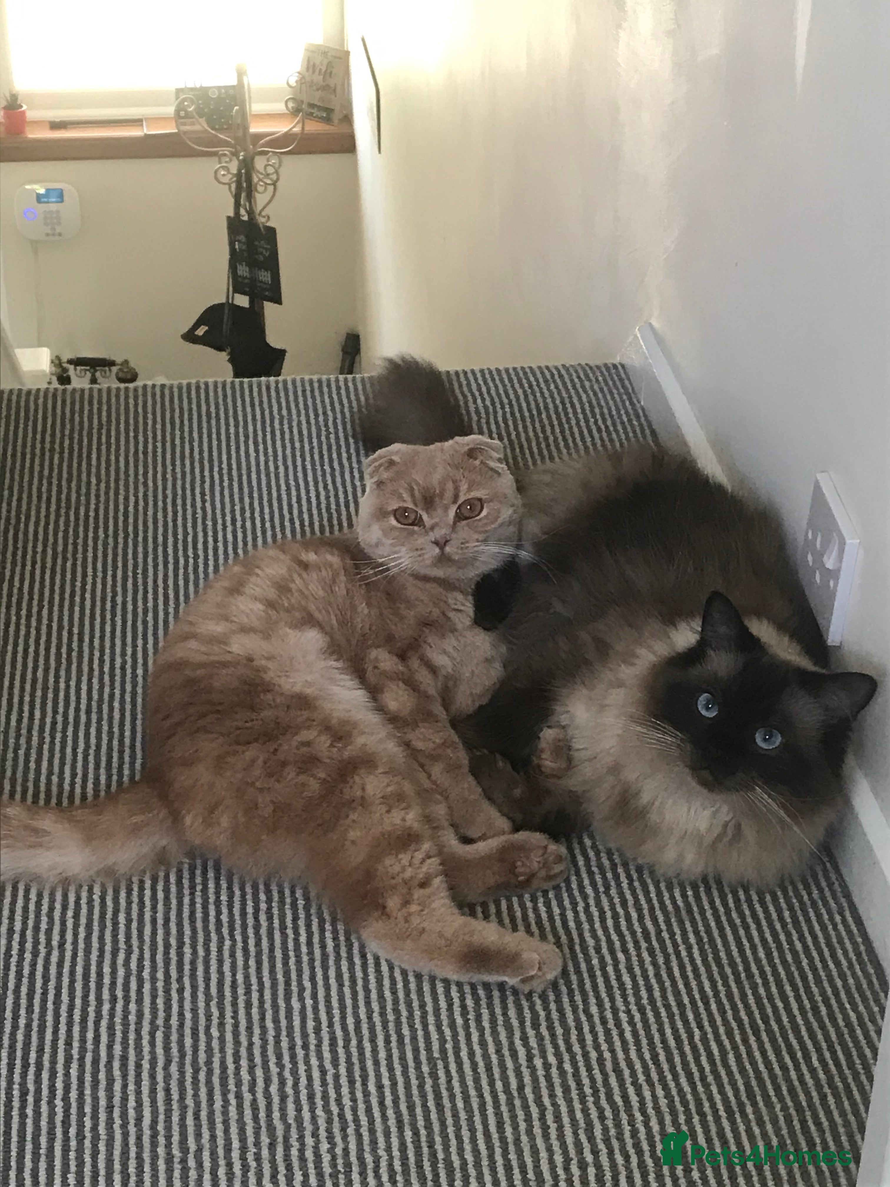 Scottish Fold cats Scottish Fold (5y) & Ragdoll (7y) - Advert 10