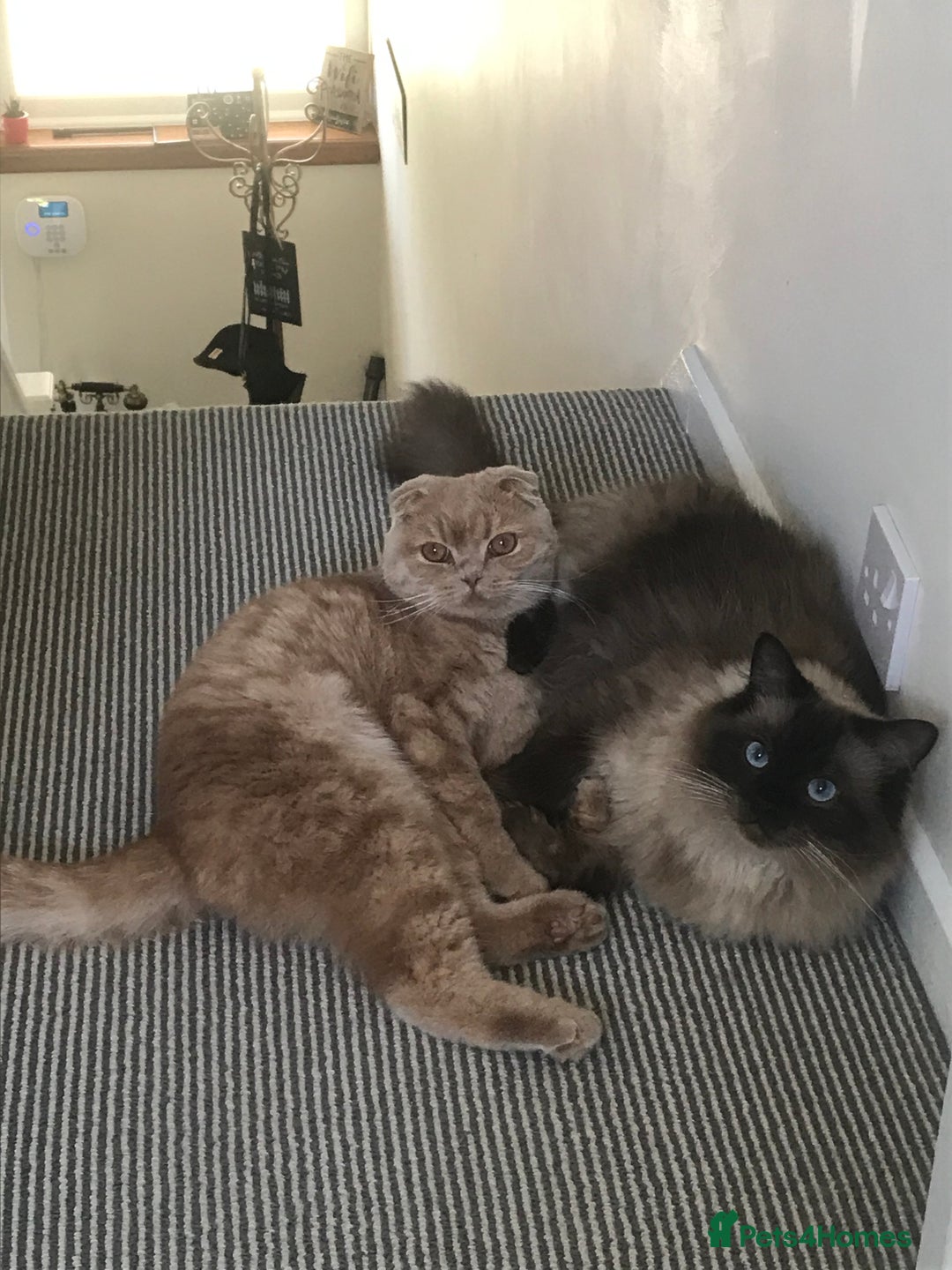 Scottish Fold cats for sale: Scottish Fold (5y) & Ragdoll (7y) - Advert 1