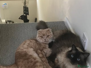 Scottish Fold cats Scottish Fold (5y) & Ragdoll (7y) - Advert 1