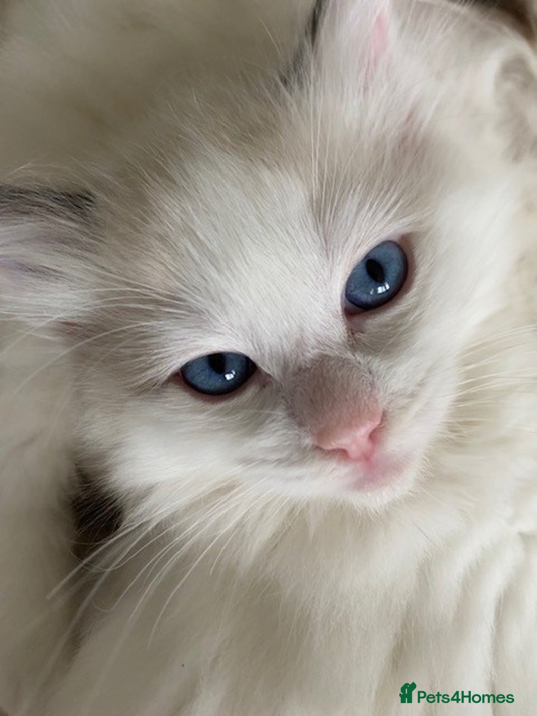 Ragdoll cats for sale: TICA REGISTERED PUREBRED RAGDOLL KITTENS AVAILABLE - Advert 30