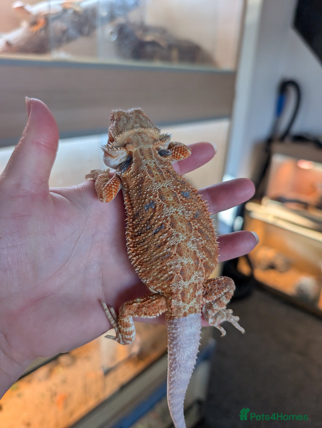 Bearded Dragon reptiles for sale: Baby bearded dragons  - Image 3