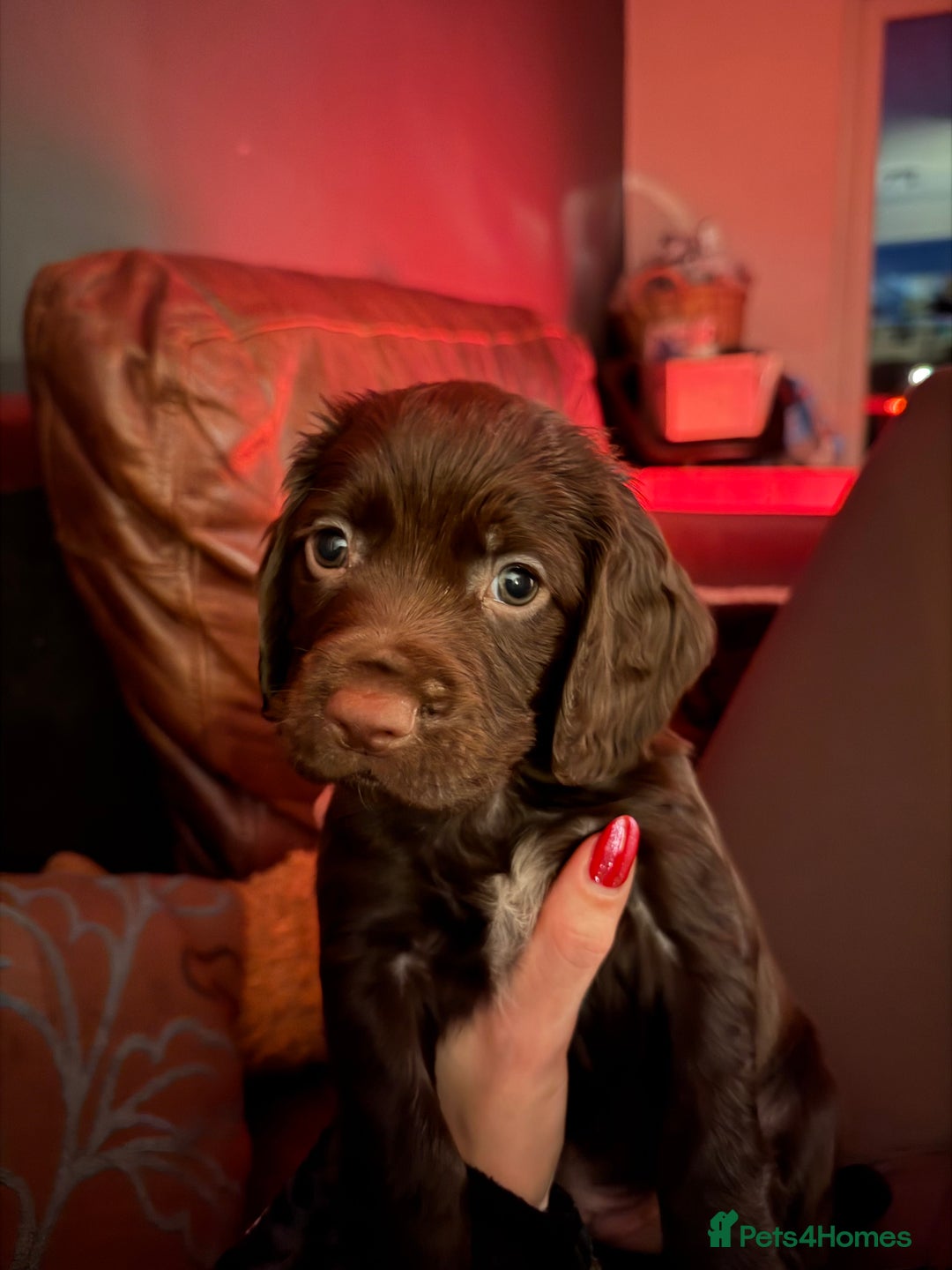 Cocker Spaniel dogs for sale: KC Registered Working Cocker Spaniels  - Advert 20