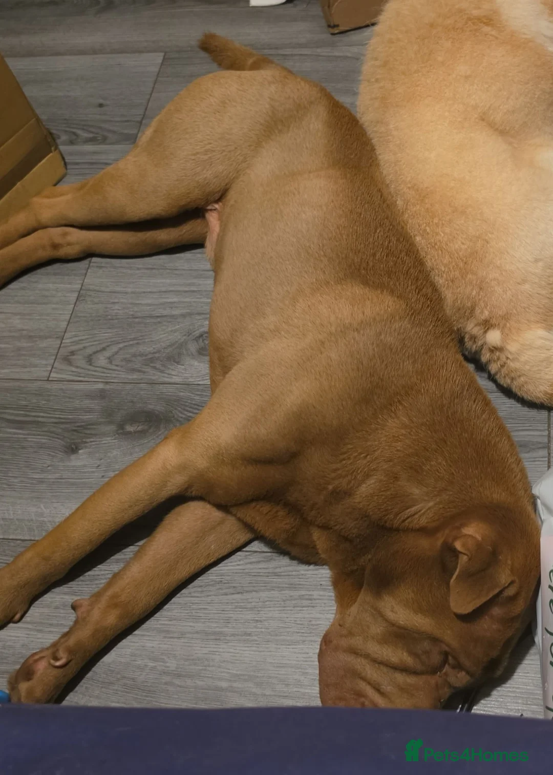 Shar Pei dogs for sale: Shar pei for rehoming - Advert 4
