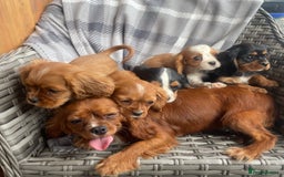 Cavalier King Charles Spaniel dogs for sale: Cavalier King Charles pups - Image 4